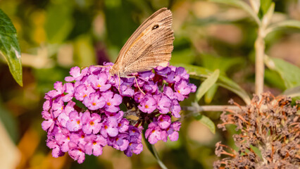 Maniola jurtina, meadow brown butterfly, on a flower
