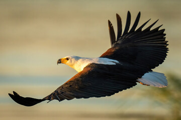 African fish eagle flying in warm light