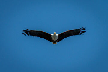 African fish eagle gliding under blue sky