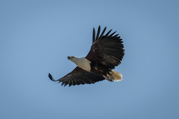 African fish eagle glides across blue sky