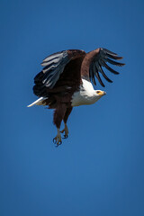 African fish eagle flying across blue sky