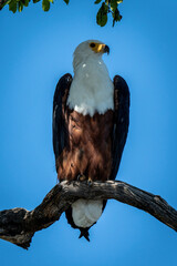 African fish eagle in shade on branch