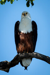 African fish eagle on branch in shadow