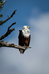 African fish eagle looks out from branch