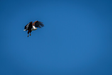African fish eagle in sky with catchlight