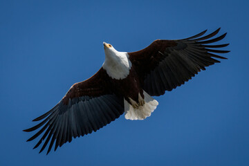 African fish eagle gliding in perfect sky