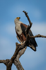 African fish eagle on branch looking up