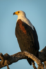 African fish eagle on branches watching camera
