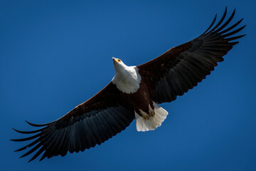 African fish eagle gliding in blue sky