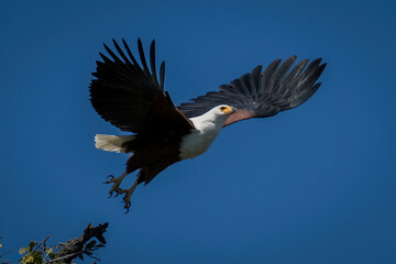 African fish eagle taking off from branch