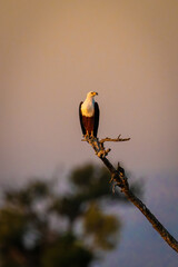 African fish eagle on stump at sunset
