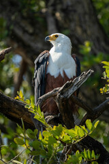African fish eagle in tree turns head