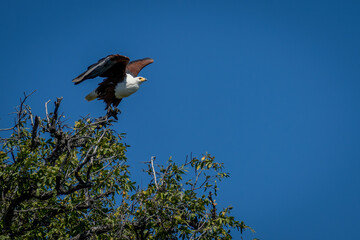 African fish eagle takes off from bush