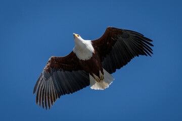 African fish eagle with catchlight glides overhead