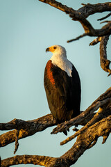 African fish eagle on branches against sky