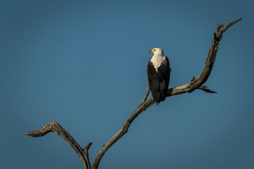 African fish eagle turns head in tree