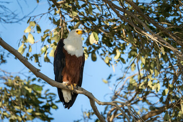 African fish eagle on branch showing catchlight