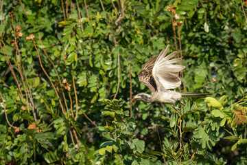 African grey hornbill passes bush raising wings