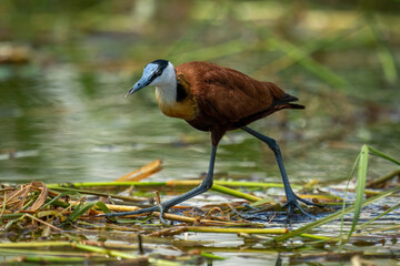 African jacana steps on grass on water