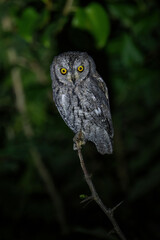 African scops owl on branch eyeing camera