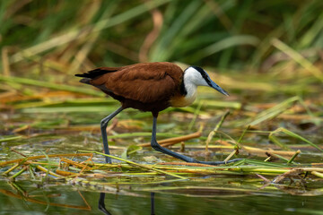 African jacana walks through grass in water