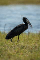African openbill walks along riverbank in sunshine
