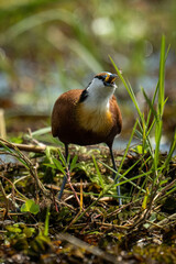 African jacana swallowing frog in backlit grass