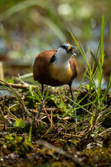 African jacana swallowing frog in tangled grass