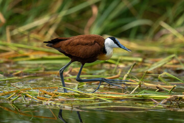 African jacana walks across grass in water