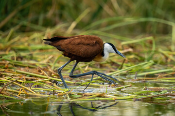 African jacana walks across grass in river