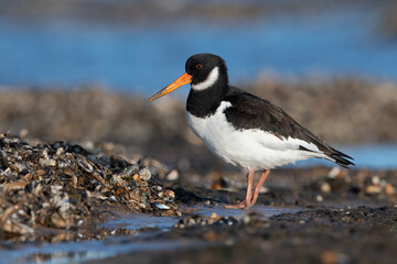 Oystercatcher (Haematopus ostralegus) searching for food in mussel beds