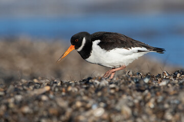 Oystercatcher (Haematopus ostralegus) searching for food in mussel beds - 558756736