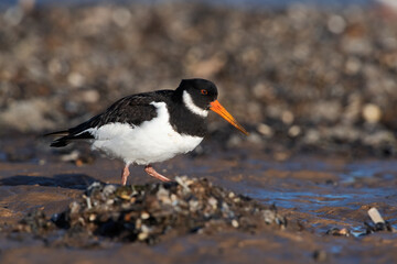 Oystercatcher (Haematopus ostralegus) searching for food in mussel beds - 558756755