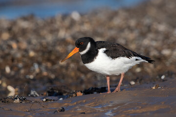 Oystercatcher (Haematopus ostralegus) searching for food in mussel beds - 558756778