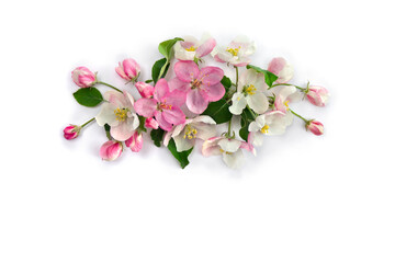 Fototapeta na wymiar Flowers apple tree, pink and white blossom on a white background with space for text. Top view, flat lay