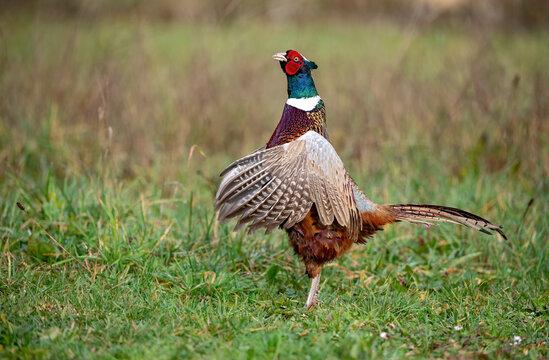 Faisan de Colchide (phasianus colchcus) attitude; m&acirc;le chantant au printemps. Alpes. France
