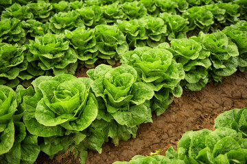 Grown Green Lettuce Field