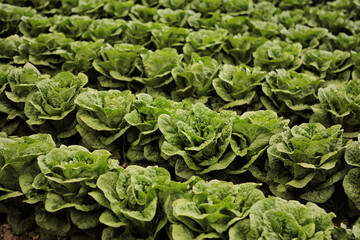 Grown Green Romaine Lettuce Field