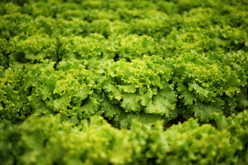 Green Romaine Lettuce Field Closeup
