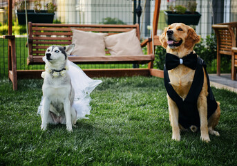 Dogs with Bride and Groom Clothes