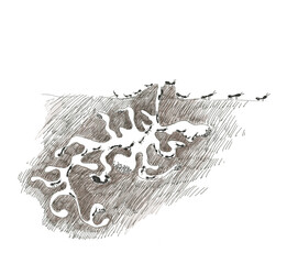 Ants working in their nest