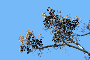 A branch of Melia azedarach, commonly known as the Indian lilac.