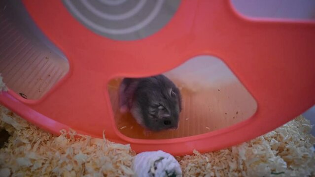 Northern bog lemming scratch himself 