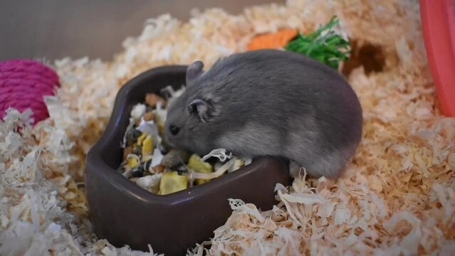 Northern bog lemming eating from a dish