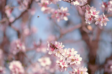 Pink blossom on a brown branch