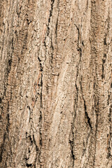 Bark texture  of Melia azedarach, commonly known as the Indian lilac.