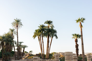 Beautiful Palm trees and sky at sunset in Egypt
