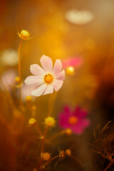 Piękny kwiat kosmos onętek na letniej, naturalistycznej kwiatowej rabacie. Kwitnące, ozdobne rośliny. Przyroda w ogrodzie. Pastelowe tonacje © anettastar