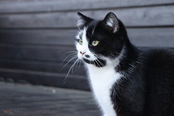 black and white cat