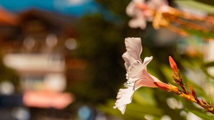 Beautiful alpine flowers at the famous Kleinwalsertal valley, Riezlern, Vorarlberg, Austria